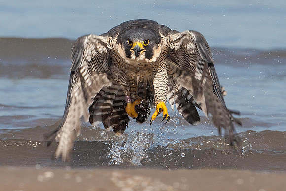 Peregrine Falcon
