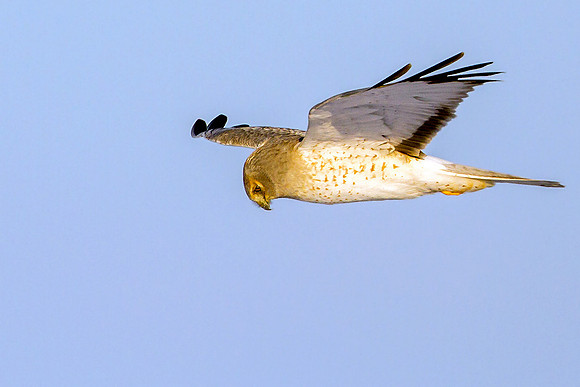 Northern Harrier