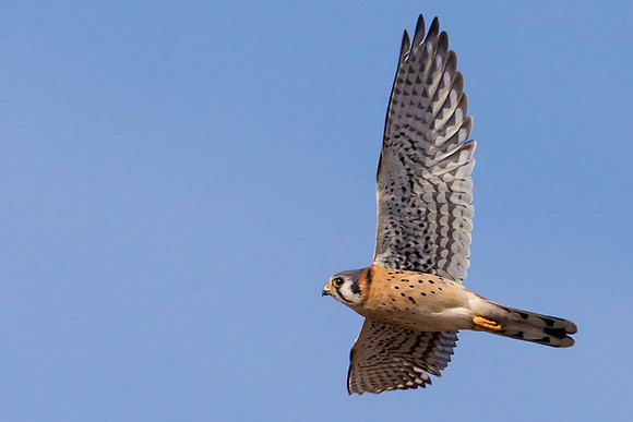 American Kestrel