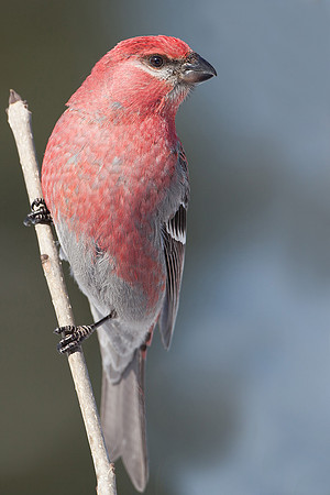 Pine Grosbeak