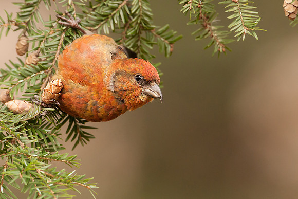 Red Crossbill