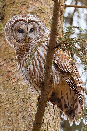Barred Owl
