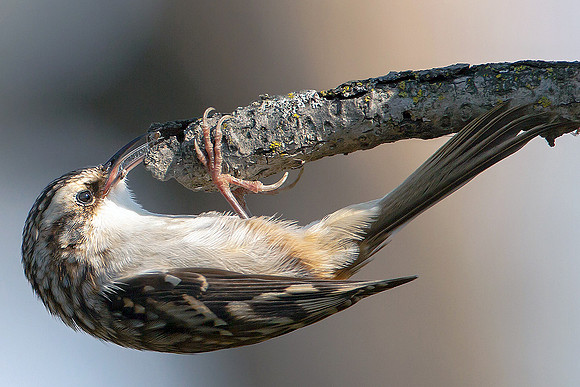 Brown Creeper
