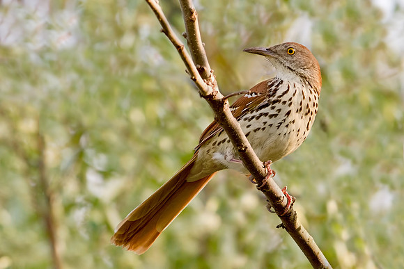 Brown Thrasher