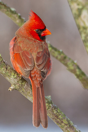 Cardinal