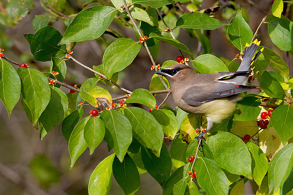 Cedar Waxwing