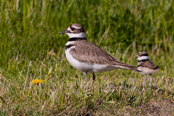 Killdeer