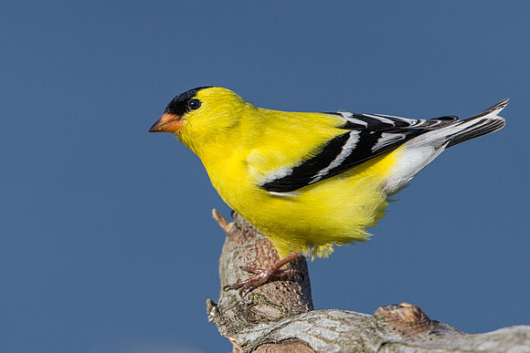 American Goldfinch