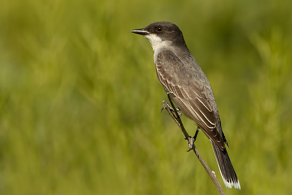 Eastern Kingbird