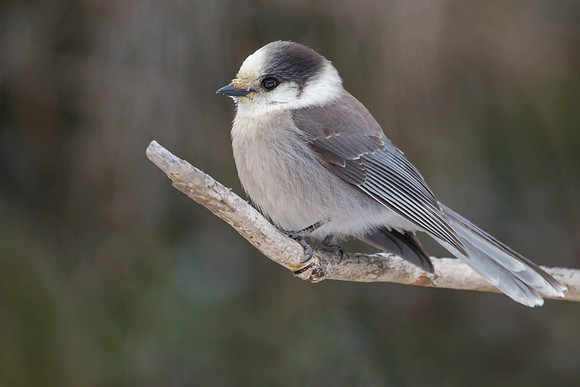 Gray Jay