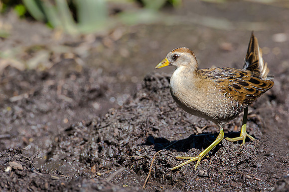 Sora Rail