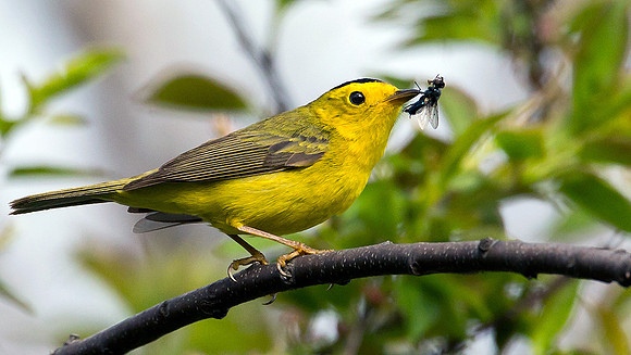 Wilson's Warbler