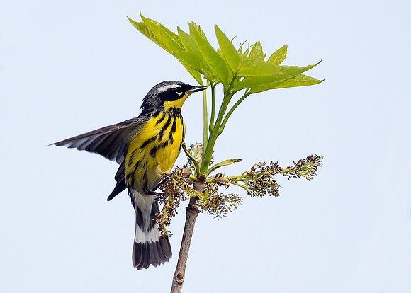 Magnolia Warbler