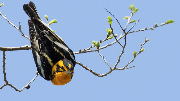 Blackburnian Warbler