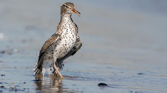 Spotted Sandpiper