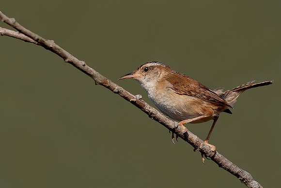 Marsh Wren
