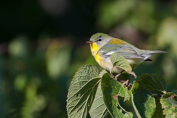 Northern Parula