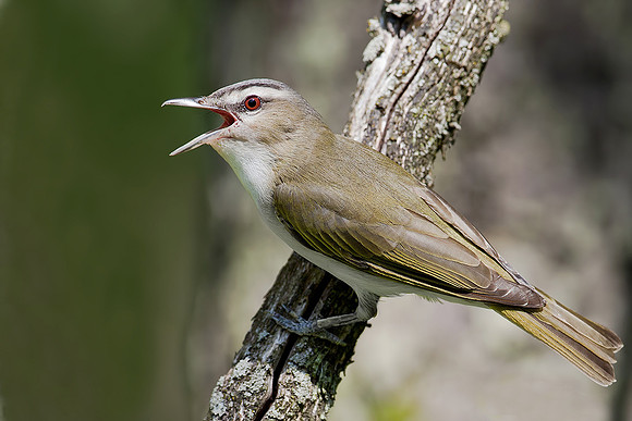 Red-eyed Vireo