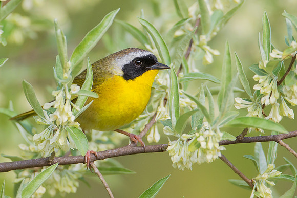 Common Yellowthroat
