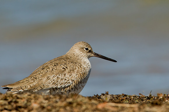 Willet