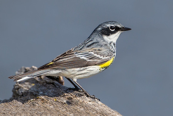 Yellow-rumped Warbler