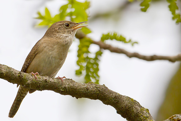House Wren
