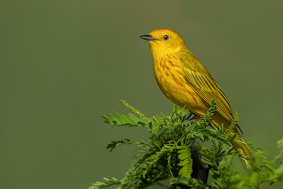 Yellow Warbler