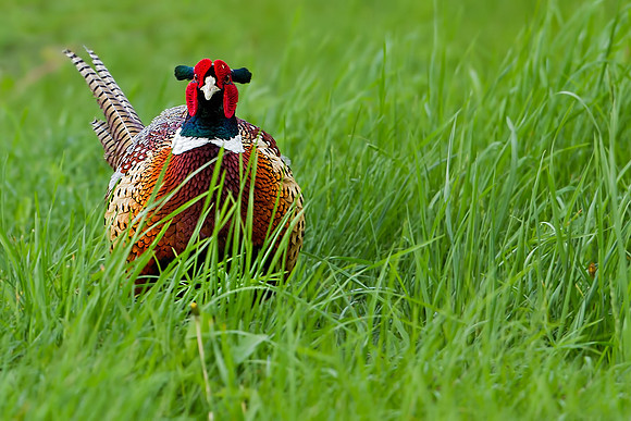Ring-necked Pheasant