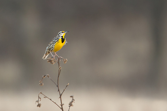 Eastern Meadowlark