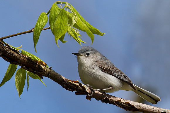 Blue-grey Gnatcatcher