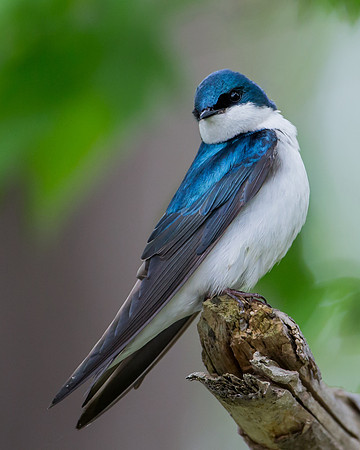 Tree Swallow