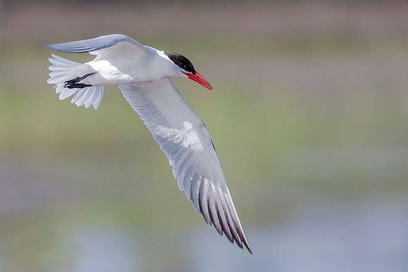 Caspien Tern