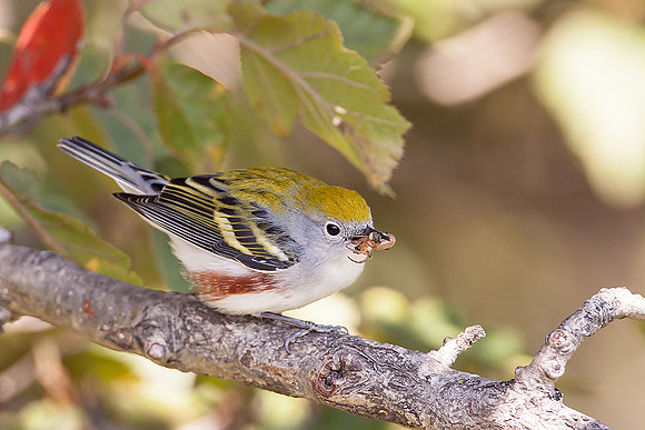 Chestnut-sided Warbler