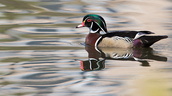 Wood Duck
