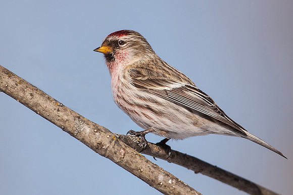 Common Redpoll