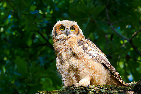 Great Horned Owl
