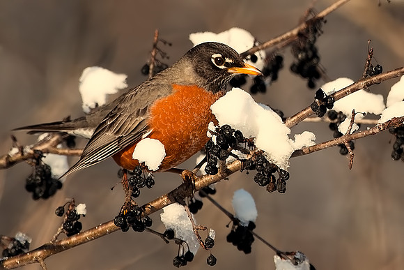 American Robin