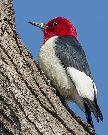 Red-headed Woodpecker