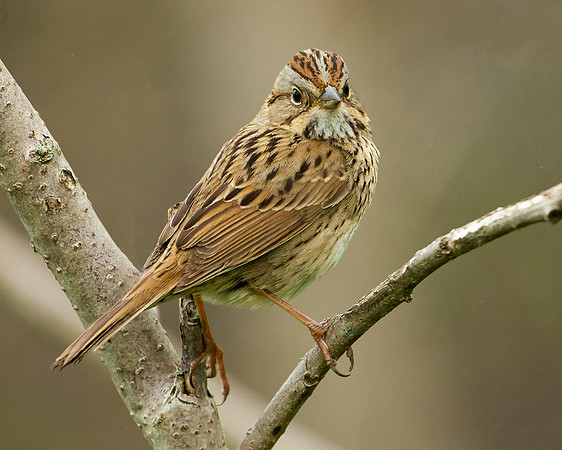 Lincoln's Sparrow
