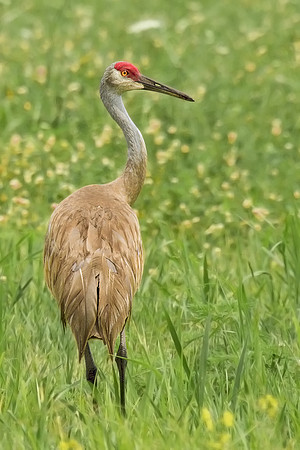 Sandhill Crane