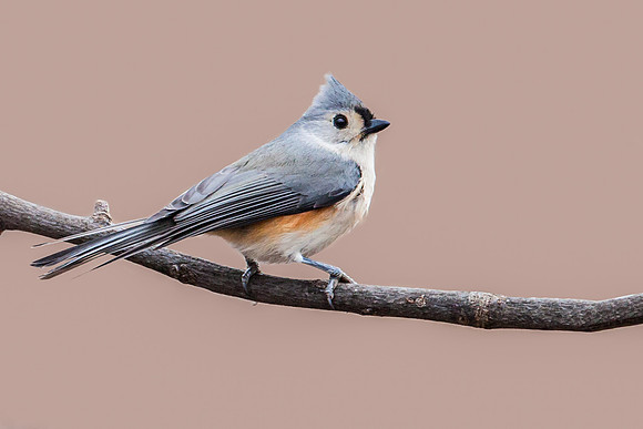 Tufted Titmouse