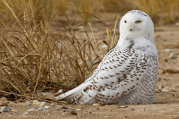 Snowy Owl