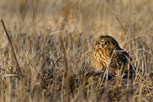 Short-eared Owl