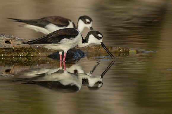 Black-necked Stilt