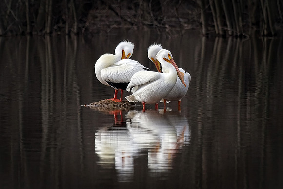 American White Pelican