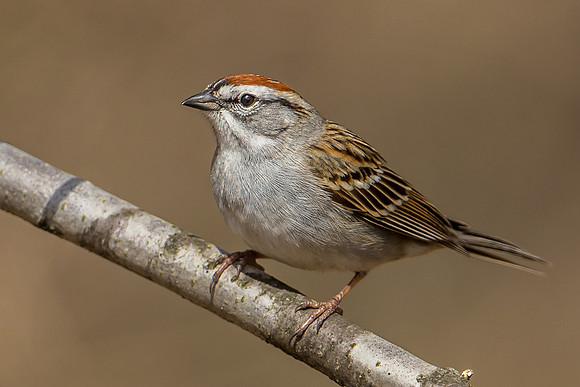 Chipping Sparrow