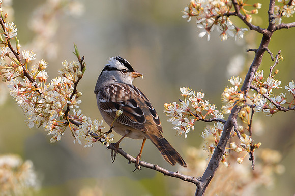 White-crowned Sparrow
