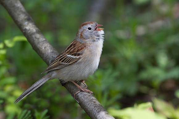Field Sparrow
