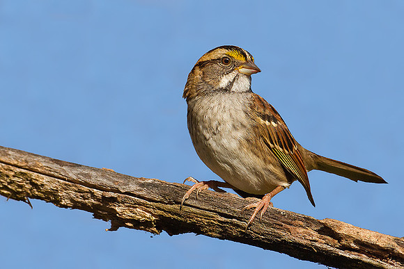 White-throated Sparrow