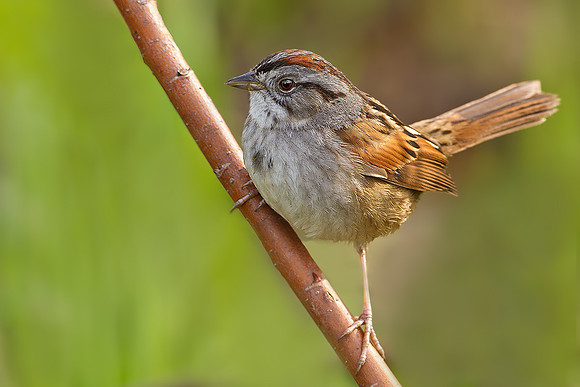 Swamp Sparrow